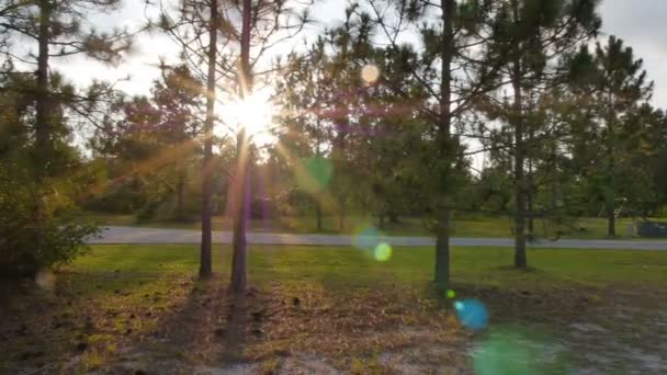 Pine Trees Sunset — Stock Video