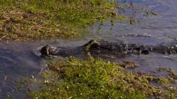 Alligator i ett träsk — Stockvideo