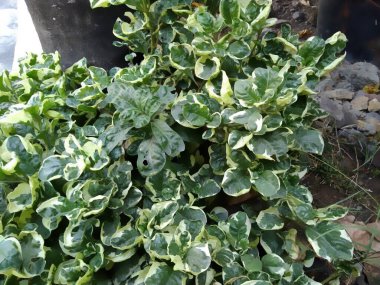 yemyeşil kıvırcık yapraklar.