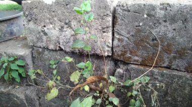 Bahçe yaz rüzgarda sallayarak yeşil yaprakları.