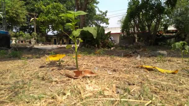 Hojas Verdes Jardín Ondeando Brisa Del Verano — Vídeos de Stock