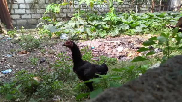 庭の黒い鶏と赤ちゃんの鶏は食べ物を探して草の上を歩く — ストック動画