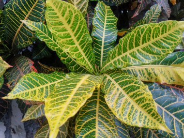 Croton ağacı yaprakları Codiaeum doğa arka planı