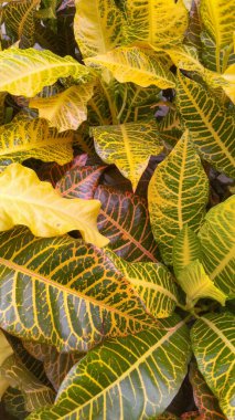 Croton ağacı yaprakları Codiaeum doğa arka planı