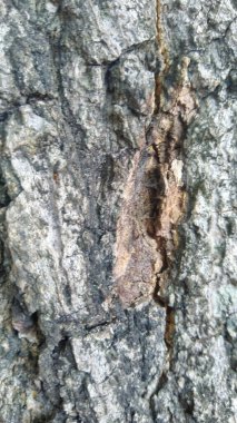 Eski Ağaç Yapısı Arkaplan Şablonu