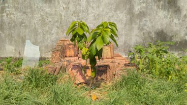 Küçük ağaç yeşili arkaplan