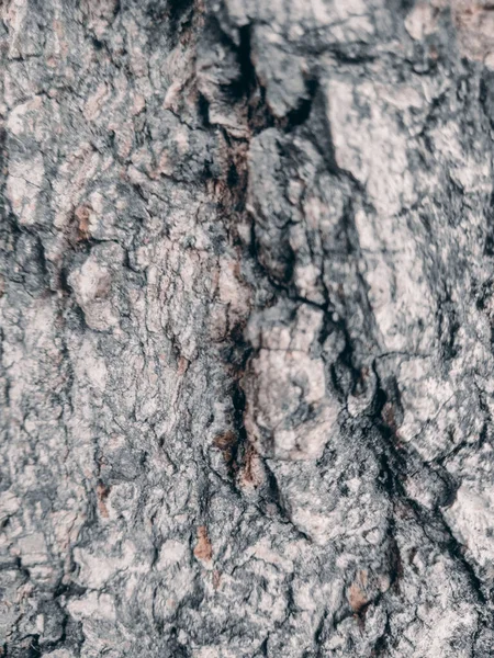 Patrón Fondo Textura Árbol Madera Vieja —  Fotos de Stock