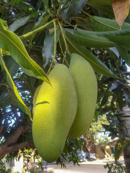 Closeup of Mangoes hanging on mango tree, mango farm.