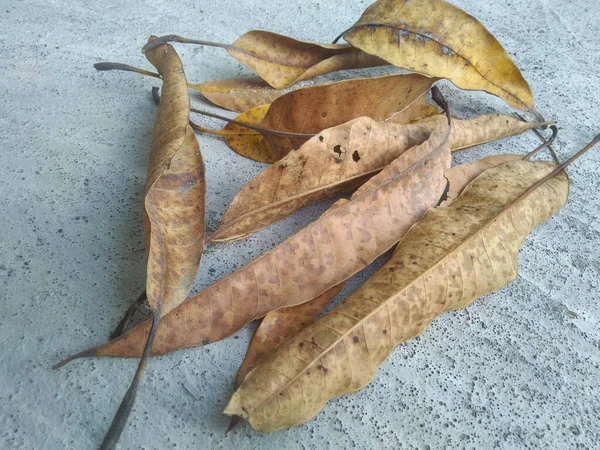 Feuilles Sèches Sur Texture Ciment — Photo