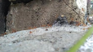 Kırmızı karıncalar bir ağacın kabuğunun arkasında..