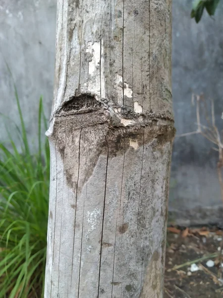Eski Bambu Kaplama Dokusu — Stok fotoğraf