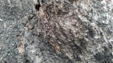 Kırmızı karıncalar bir ağacın kabuğunun arkasında..