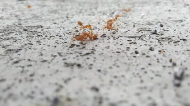 Hormigas Rojas Corriendo Hacia Atrás Adelante Largo Bordillo Hormigón — Vídeos de Stock