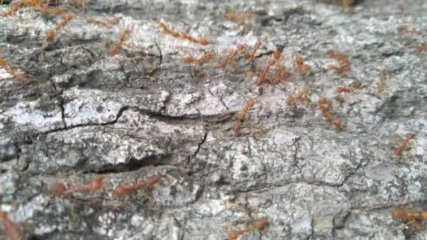 Familia Hormigas Rojas Tras Cáscara Árbol — Vídeos de Stock