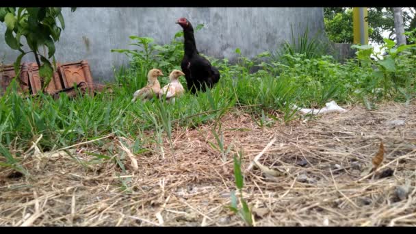 Group Chickens Yard Walk Grass Looking Food — Stock Video