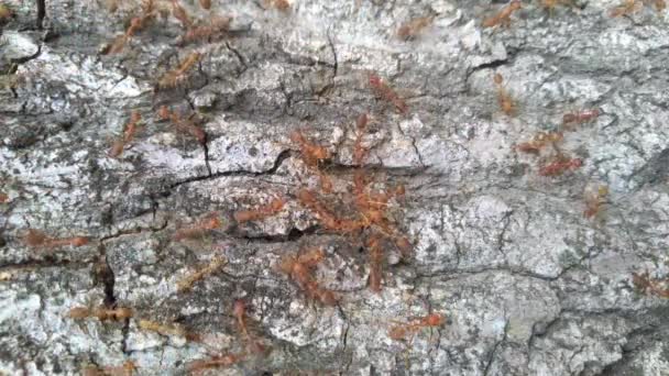 Famille Des Fourmis Rouges Derrière Pelure Arbre — Video