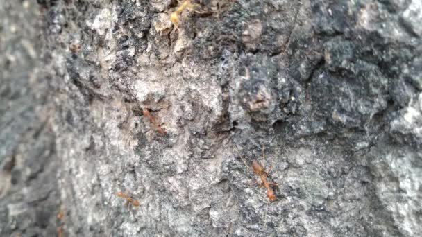 Família Formigas Vermelhas Atrás Casca Uma Árvore — Vídeo de Stock
