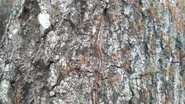 Família Formigas Vermelhas Atrás Casca Uma Árvore — Vídeo de Stock