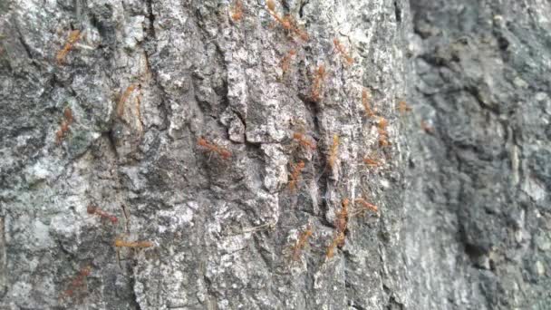 木の皮の後ろに赤いアリの家族 — ストック動画