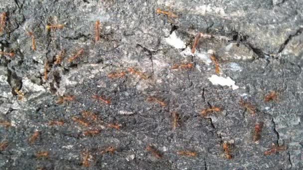 Οικογένεια Κόκκινων Μυρμηγκιών Πίσω Από Φλούδα Ενός Δέντρου — Αρχείο Βίντεο
