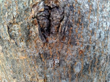 Eski Ağaç Yapısı Arkaplan Şablonu. 