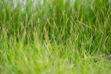 arkaplan için yeşil çim kullanımını kapat