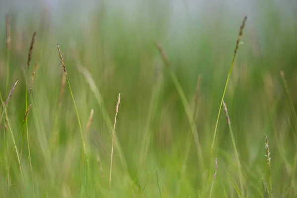 Cerca Uso Hierba Verde Para Fondo — Foto de Stock