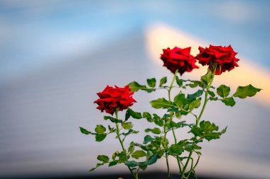 Fresh beautiful red rose in the front garden valentine day