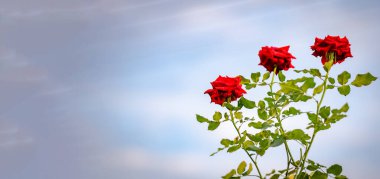Fresh beautiful red rose in the front garden valentine day