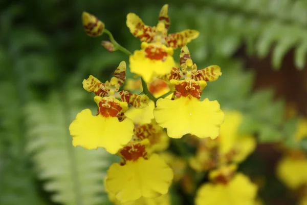 Желтая и красная орхидея Лицензионные Стоковые Изображения