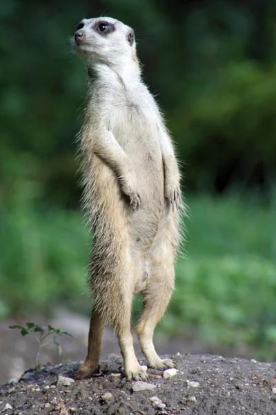 Meerkat debout sur ses gardes — Photo