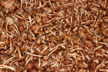 mantar agarics tatlım