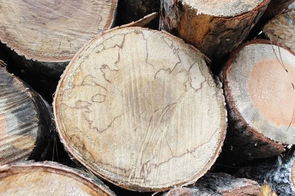 Yakacak odun woodpile — Stok fotoğraf