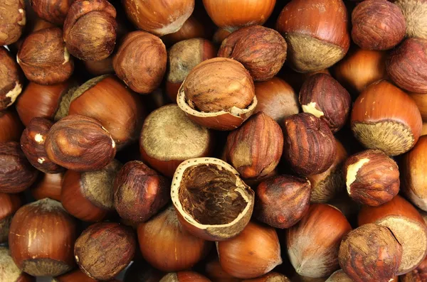 Nut filbert — Stock Photo, Image