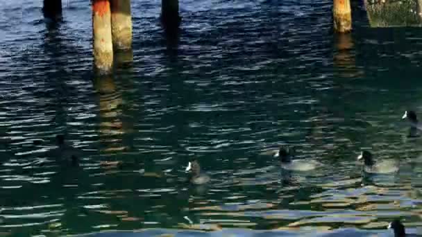 绿头鸭在海 — 图库视频影像