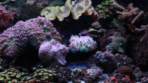 Aquarium marin — Video