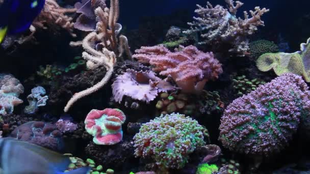 Морський акваріум — стокове відео