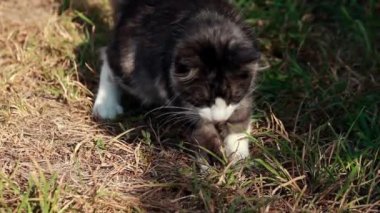 çim ile oynayan kedi