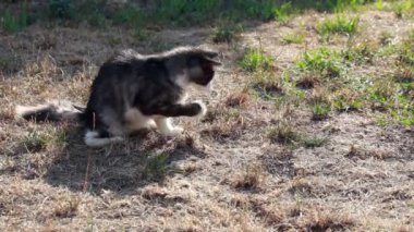 avlanan Çekirge ile oynayan kedi