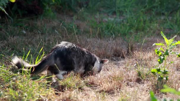 Gato jugando con langosta cazada — Vídeos de Stock