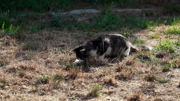 Gato jugando con langosta cazada — Vídeos de Stock