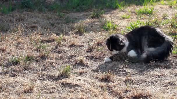 Chat jouant avec sauterelle chassée — Video