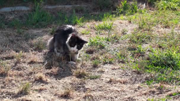 Katze spielt mit gejagter Heuschrecke — Stockvideo