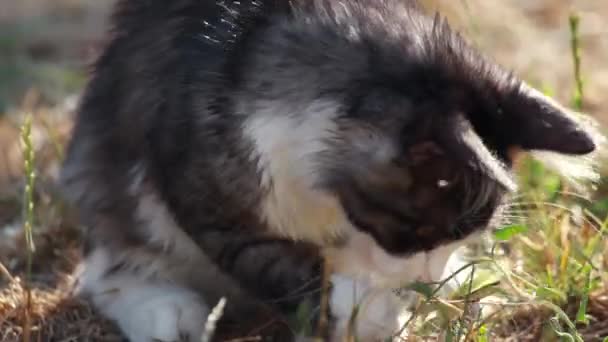 Cat playing with hunted locust — Stock Video
