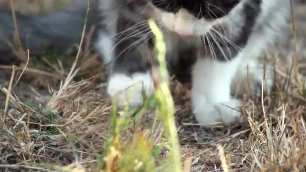 Кошка играет с охотничьей саранчой — стоковое видео