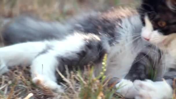 Katze spielt mit gejagter Heuschrecke — Stockvideo