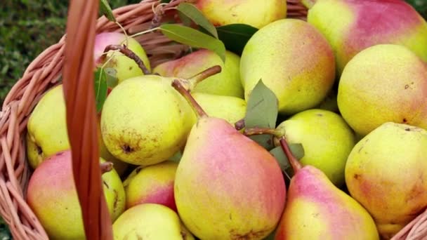 Biologische appels en peren in een mand buiten — Stockvideo