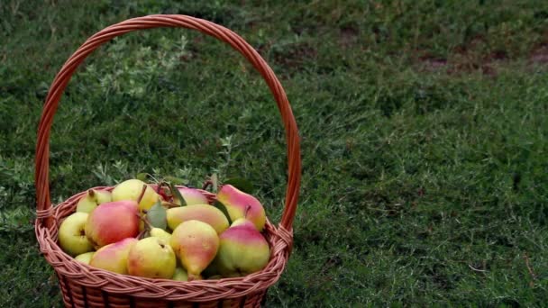 Ekologiska äpplen och päron i en korg utomhus — Stockvideo