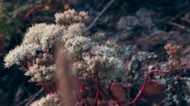 hendek Stonecrop