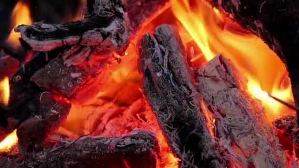 Пламя в костре — стоковое видео